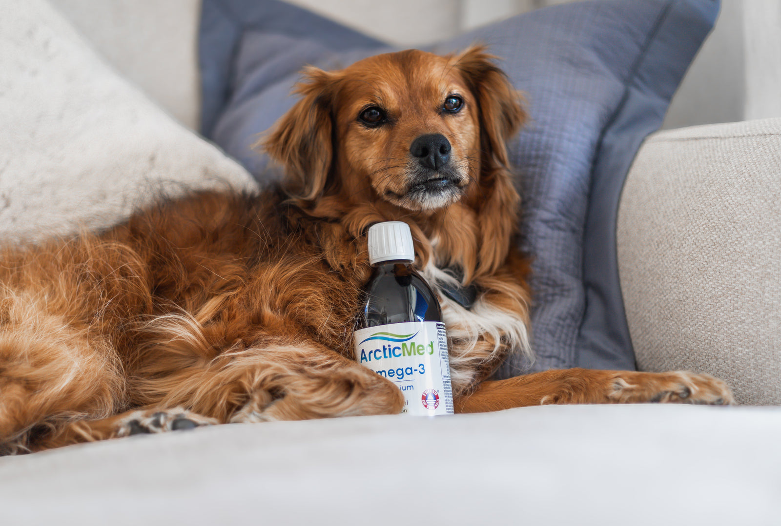 Omega-3 för hundar: För en friskare och gladare hund