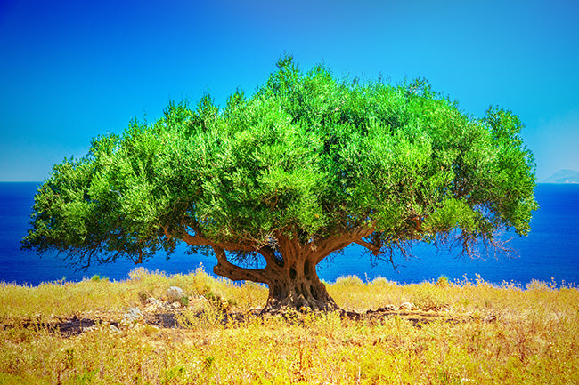 4 scientific benefits of extra virgin olive oil