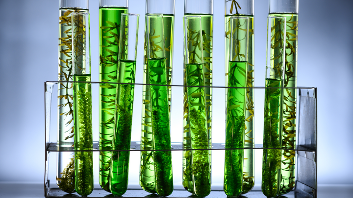 Algae oil – vegetable alternative to fish oil 
