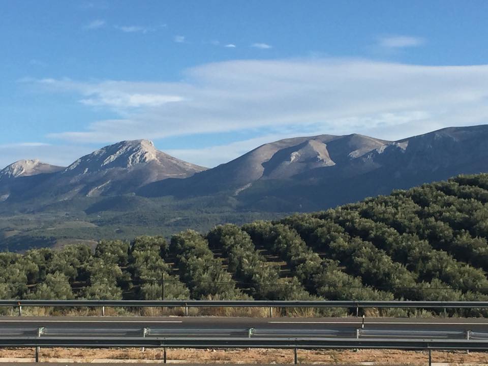 Olives from high altitude